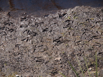 [Most of the image is mud with three-pronged foot tracks all over it. The wood stork's feet are only partially webbed so only the toes leave an impression on the ground. There is a bit of water visible at the top of the image.]